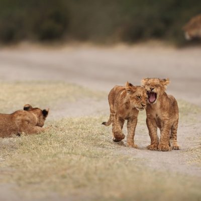 african-lion-cubs-masai-mara