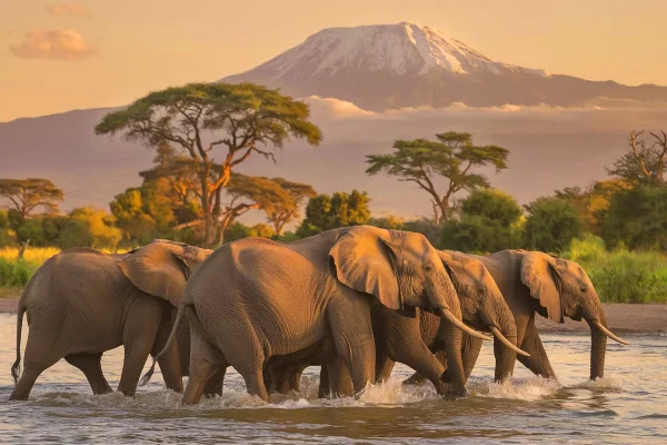 amboseli 8