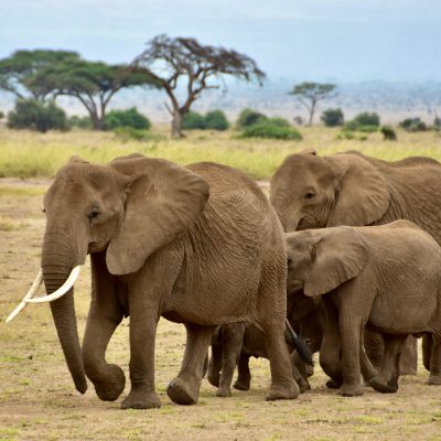 amboseli-elephants-tour