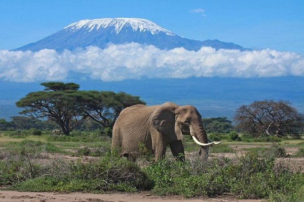 Elephants in Amboseli Kenya