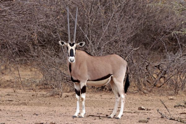 beisa-oryx-samburu