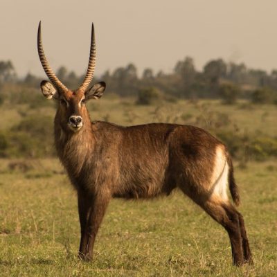 common-waterbuck-naivasha