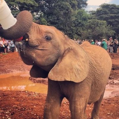 elephant-orphanage-nairobi