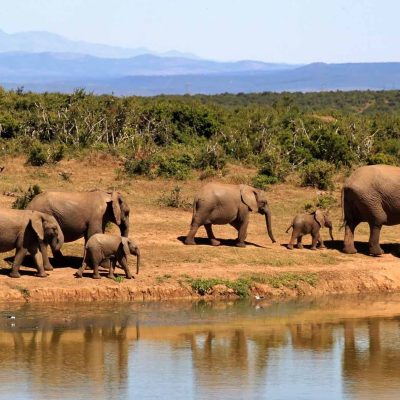 elephants-amboseli-kenya-safari