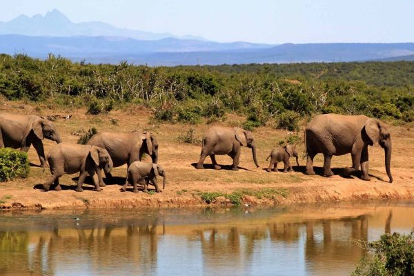 Elephants in Amboseli Kenya