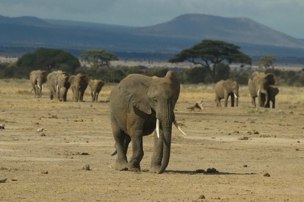 Elephants in Amboseli Kenya