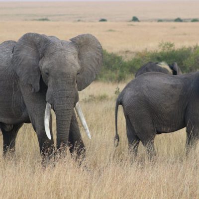 elephants-masai-mara-safari