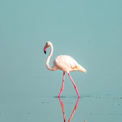 flamingo-amboseli-reba-travels