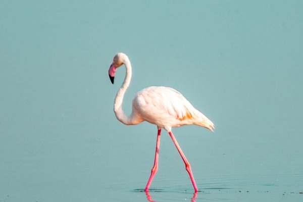 flamingo-amboseli-reba-travels