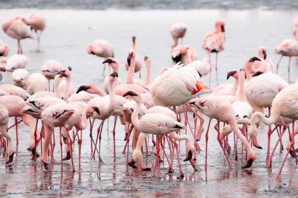 Flock of Pink Flamingos at Walvis Bay, Namibia.