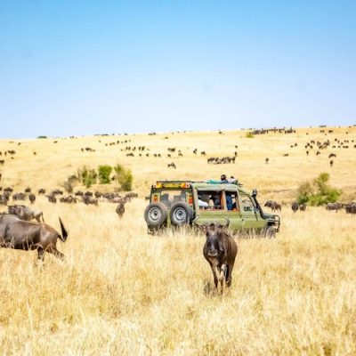 game-drive-masai-mara-wildebeest