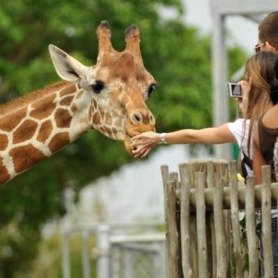 giraffe-centre-nairobi