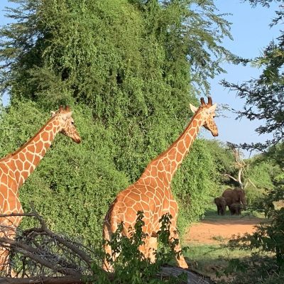 giraffe-elephants-samburu