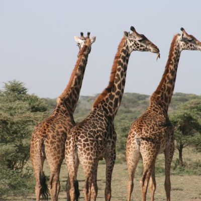 giraffe-kenya-tour-mara