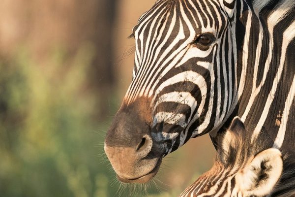 grevys-zebra-samburu