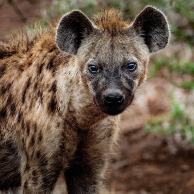 hyena-kenya-holiday-vacation-wild