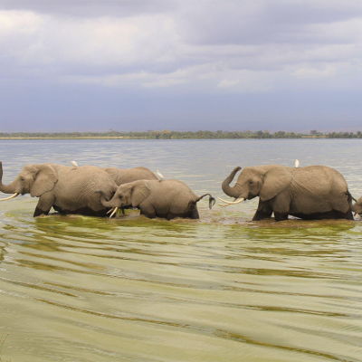 lake-amboseli-elephants