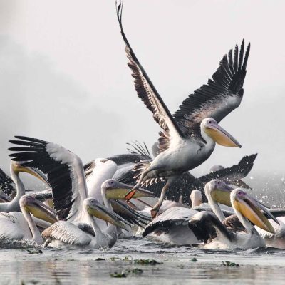 lake-naivasha-birds