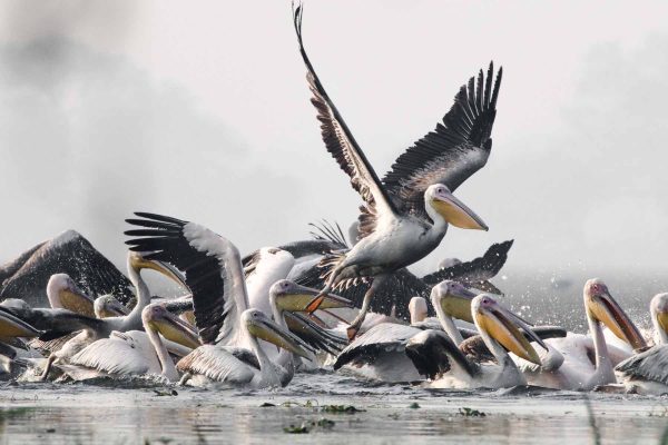 lake-naivasha-birds