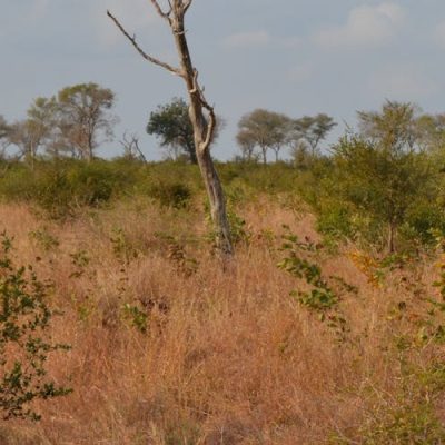 leopard-with-hunt-kenya-safar