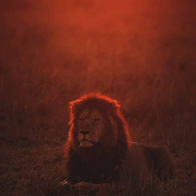 lion-masai-mara-dawn