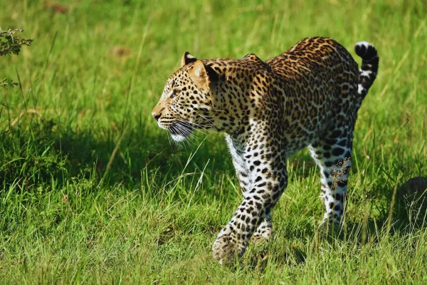 masai mara 3