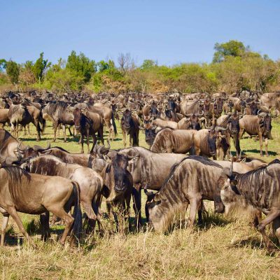 masai-mara-wildebeest-migration