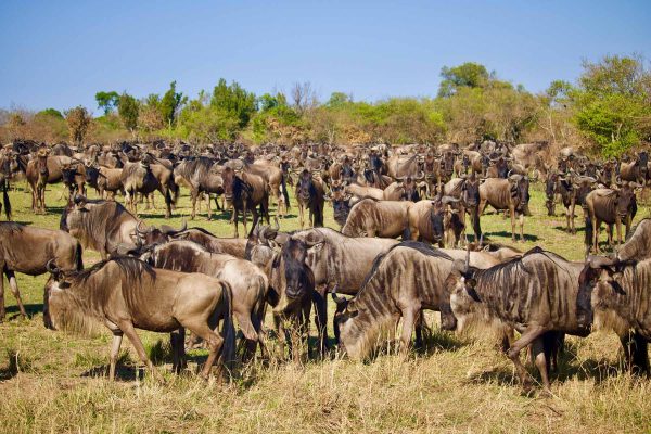 masai-mara-wildebeest-migration