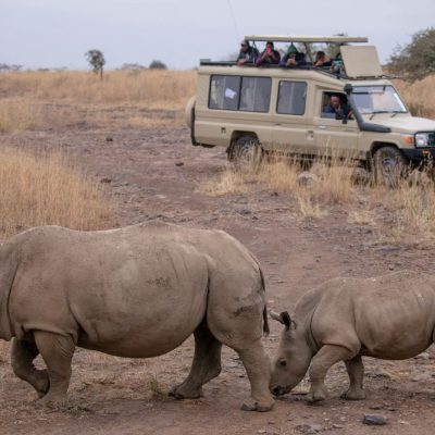 Game Drive with Rhino Sightings