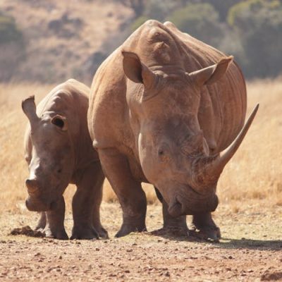 rhino-kenya-safari-africa