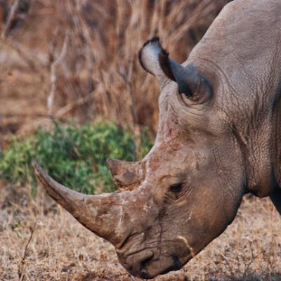 rhino-safari-kenya-tours