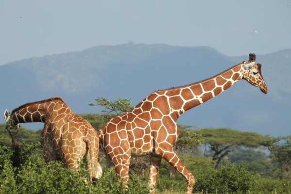 rothchild-giraffe-samburu-holaa