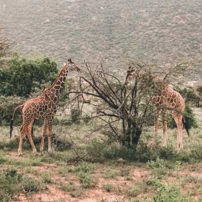 samburu-national-reserve-reticulated-giraffe