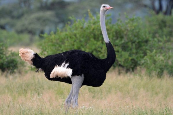 somali-ostrich-samburu