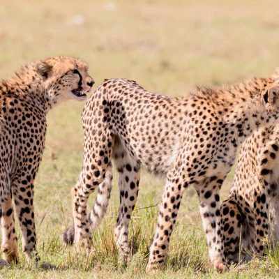 three-cheetah-brothers-masai-mara