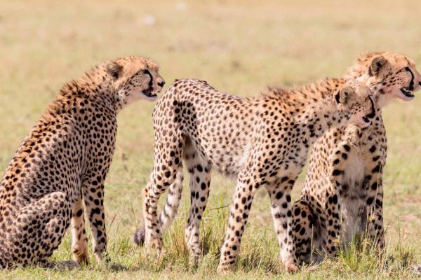 three cheetah brothers