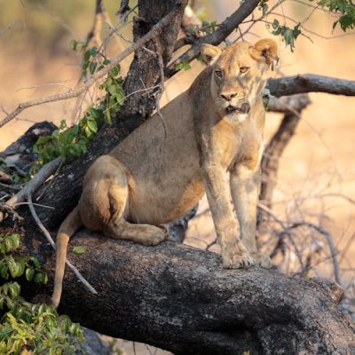 tree-climbing-lions