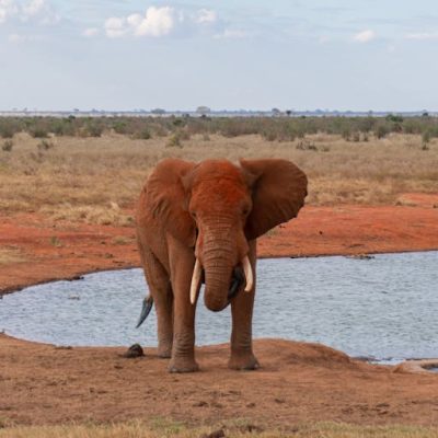 tsavo-elephant-waterhole