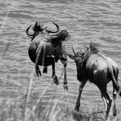 wildbeest-jump-river-masai-mara