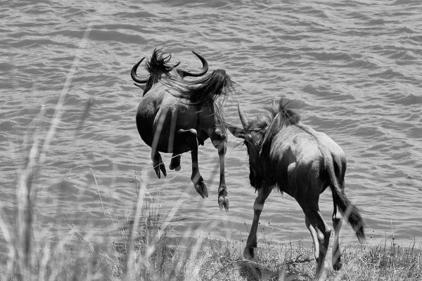 wildbeest-jump-river-masai-mara