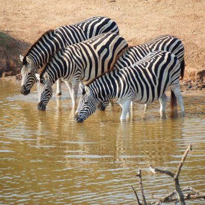 zebra-drinking-water-amboseli